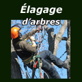 Élagage